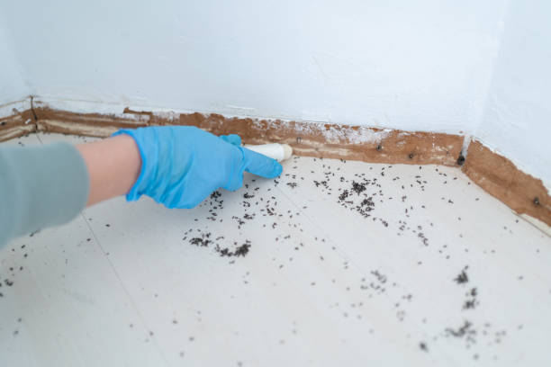 Best Ant Control Services  in Dobbs Ferry, NY